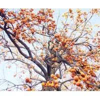 1-10公分蘋果樹 1-10公分山楂樹