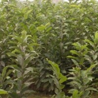 供應(yīng)板栗苗