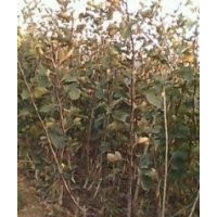 供應(yīng)桃樹苗,梨樹苗,蘋果苗,山楂苗等果樹苗木