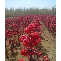 供應(yīng)甜茶（牙嫁接）開(kāi)心果，長(zhǎng)壽果，垂絲海棠，西府海棠，北美海