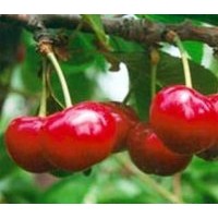 櫻桃苗，紅燈，友誼，先鋒 ，烏克蘭系列，早大果。