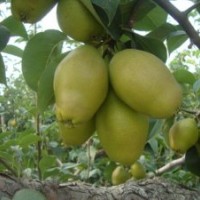 低價(jià)供梨苗