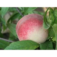 供應(yīng)桃樹苗新品種 金秋紅蜜桃