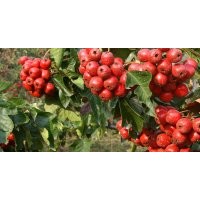 供3-4公分山楂樹(shù)5-6公分山楂樹(shù)7-8公分山楂樹(shù)