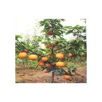 梨樹新品種圓黃梨苗價格山東圓黃梨苗供應(yīng)圓黃梨苗