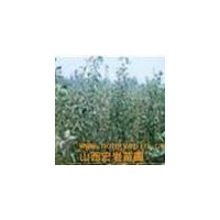 山西山楂苗，山楂樹(shù)，嫁接的山楂苗