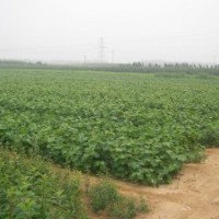 供應和桃子，山楂籽，油松籽，國槐籽，山桃籽