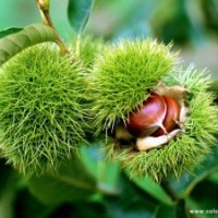 山東泰安優(yōu)質(zhì)板栗苗