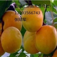 杏樹出售3-10公分優(yōu)惠價(jià)格、各種占地樹出售
