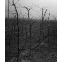 30萬(wàn)桃樹(shù)苗，桃樹(shù)，梨樹(shù)，蘋果苗，山楂苗，柿子樹(shù)