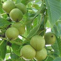 核桃苗 蘋果苗 山楂苗