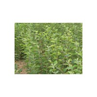 蘋果苗 梨樹苗 山楂苗 山杏 山桃