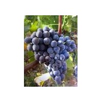 供應(yīng)瑪瑟蘭酒葡萄苗 有荔枝、荔枝干