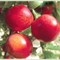 山西運(yùn)城供應(yīng)桃樹苗