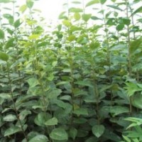 供應(yīng)梨樹(shù)苗、梨樹(shù)苗、梨樹(shù)苗