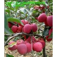 特供占地樹【蘋果樹 山楂樹 】