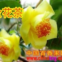 供應茶花皇后--金花茶