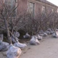 山西占地櫻桃樹、占地梨樹、占地棗樹