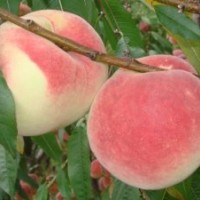 供應(yīng)冬桃苗，楊梅苗，櫻桃苗，桂花苗，平安樹苗等