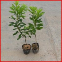 供應(yīng)楊梅苗 東魁楊梅苗 紅梅 楊梅高壓苗等等品種