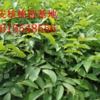 核桃苗價格，2013核桃苗價格