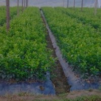 低價供應(yīng)沙糖桔果苗/馬水桔果苗/金桔果苗/南豐蜜桔果苗/青皮蜜桔