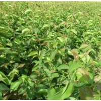 供蘋果苗 櫻桃苗 核桃苗 山楂苗 鈣果苗