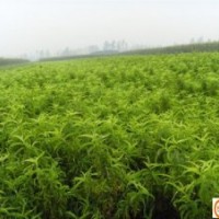 出售桃樹苗，梨樹苗，蘋果苗，棗樹苗，柿子苗等