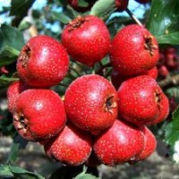 山楂苗 柿子苗 桃樹苗 棗樹苗 梨樹苗