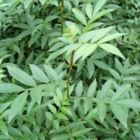 山桃苗 山杏苗 刺槐苗 花椒苗