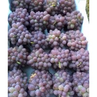 茉莉香葡萄苗供應(yīng)，大連丹東鞍山盤錦新民出售著色香葡萄苗