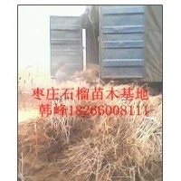 批發(fā)石榴樹棗莊石榴樹