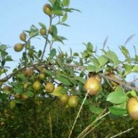 含油率高的油茶良種——軟枝油茶苗