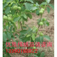 薄殼核桃苗/薄殼核桃苗銷售