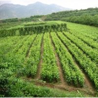 果樹苗，核桃苗