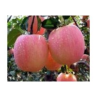 蘋果小苗_紅富士蘋果苗_核桃苗_銀花苗