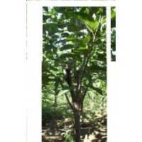 友誼苗木種植中心櫻桃,蘋(píng)果,果樹(shù)苗