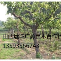 梨樹出售、5-8公分梨樹價格優(yōu)惠