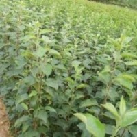 供應(yīng)山西核桃苗 中林核桃苗 香玲核桃苗