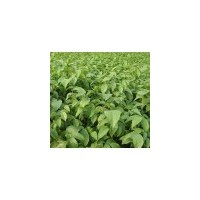 核桃苗，柿子苗，花椒苗，山楂苗