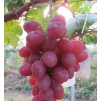 赤峰苗葡萄苗供應(yīng)商，通遼出售貝達(dá)苗