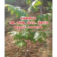供應(yīng)嫁接好的淶水麻核桃小苗