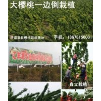 濟(jì)南章丘大櫻桃栽培基地供應(yīng)大櫻桃苗