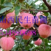 1-15公分蘋果苗 1-15公分棗樹苗