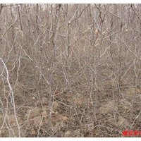 棗樹品種規(guī)格齊全大樹小苗任你選購