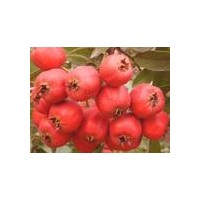 甜山楂苗，超金星山楂苗，大五棱山楂苗，大金星山楂苗