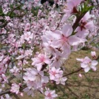 山桃苗毛桃苗桃樹成品苗