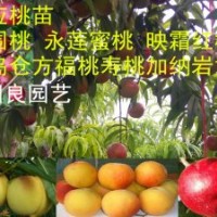 桃苗突圍桃苗桃苗品種 映霜紅桃苗