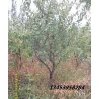 供應(yīng)優(yōu)質(zhì)杏樹苗 杏樹苗批發(fā) 杏樹苗價(jià)格