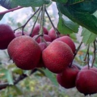 山楂樹苗
